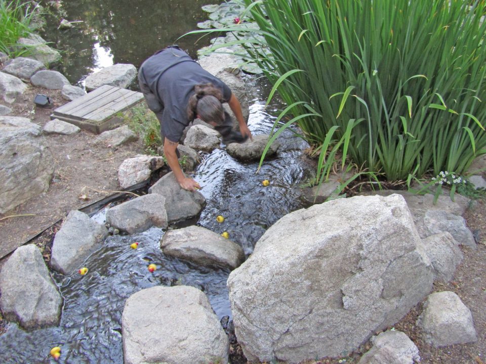 This little duckie was the first one to reach the pond.