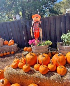Adrianne, Lisa, Julia, Melissa and Adrianna from Glendora and Orange County enjoyed last year’s Brewfest at Tavern Bay Beach Club so much they couldn’t resist attending this year’s event. (Photos by Douglas W. Motley) Autumn pumpkins and scarecrow in sunny garden.