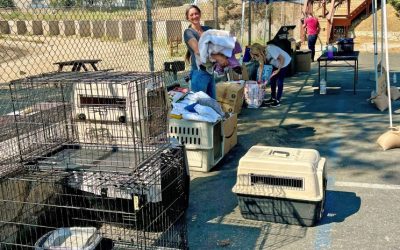 Mountain pets during evacuation