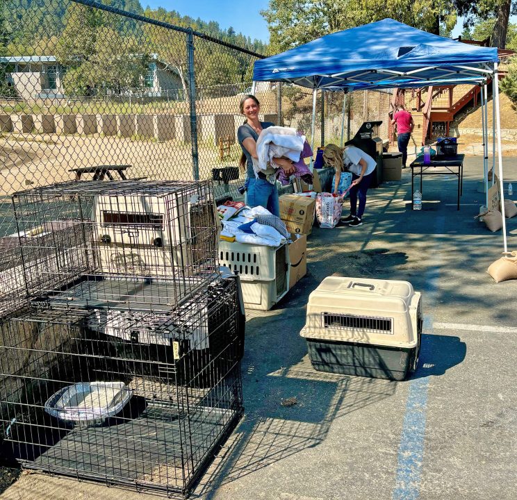 Animal rescue setup with cages and supplies outdoors.