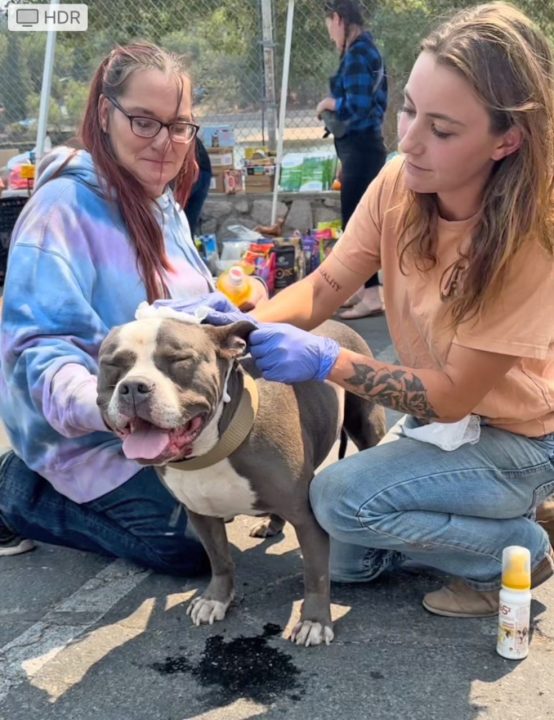Gotti, a service dog, was bitten by an extremely irritated dog. He was rescued by Calli, a veterinarian with Viva Global Rescue.