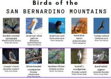 Adrianne, Lisa, Julia, Melissa and Adrianna from Glendora and Orange County enjoyed last year’s Brewfest at Tavern Bay Beach Club so much they couldn’t resist attending this year’s event. (Photos by Douglas W. Motley) Bird species of San Bernardino Mountains display.