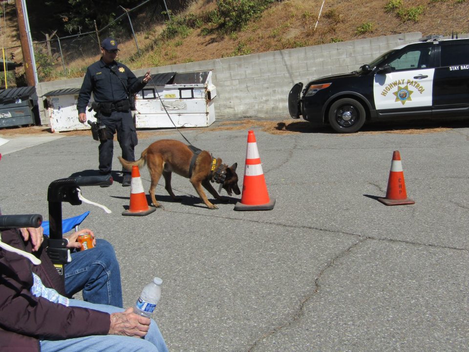 Beau, a bomb-sniffing Belgian Malinois, smells something suspicious as it leads CHP K-9 handler Andrew Myers toward this orange cone.