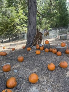 A spooky pumpkin patch for Fall Fest visitors to enjoy. structure.