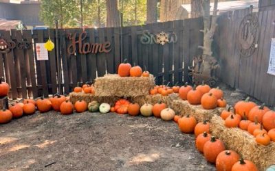 Pumpkins and more delighted folks at the Harvest Festival