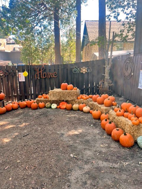 Adrianne, Lisa, Julia, Melissa and Adrianna from Glendora and Orange County enjoyed last year’s Brewfest at Tavern Bay Beach Club so much they couldn’t resist attending this year’s event. (Photos by Douglas W. Motley) Pumpkin patch with hay bales in autumn setting.