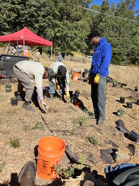 After getting the plants in the ground and putting down mulch paper, the volunteers covered the area with wood chips.