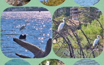 Arthur the snowy egret to be honored after his murder
