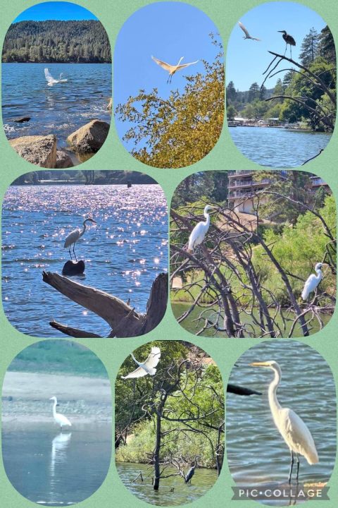 Collage of egrets and herons by lakeside