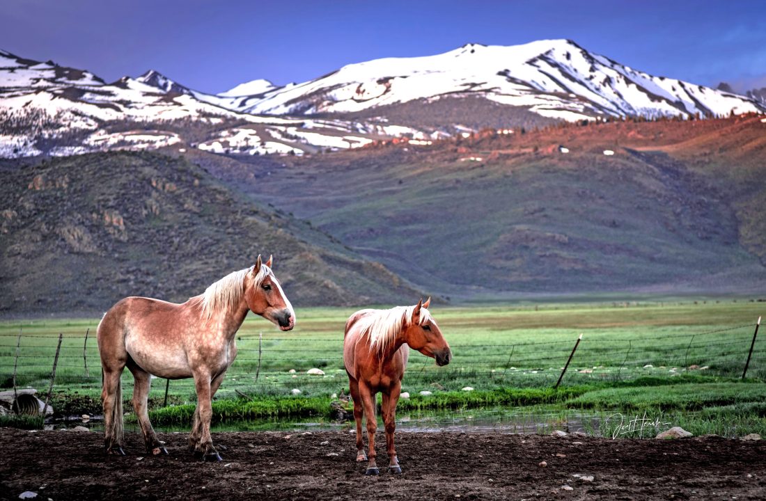 Family in Spring, photo of wild horses by Joel Hensler (taken at sunrise in early June 2023 at the Hunewill Ranch in Bridgeport, Calif., looking towards Hunewill Hills and the Eastern Sierras)