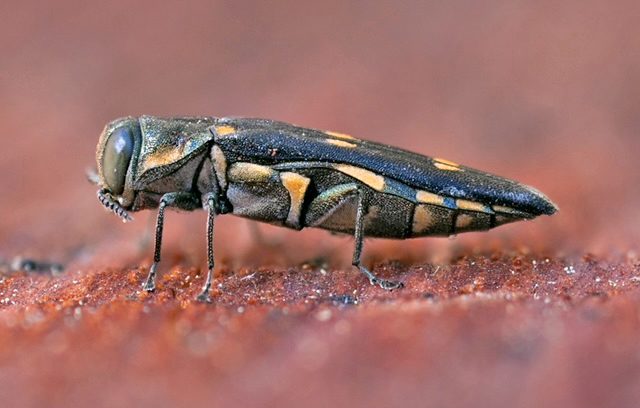 Close-up of a metallic wood-boring beetle on surface.
