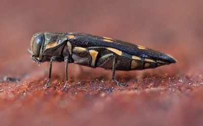 Learning to identify the GSOB