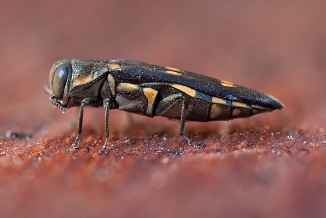 Close-up of a colorful beetle on a surface.