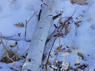 Vandals strike at Heaps Peak Arboretum
