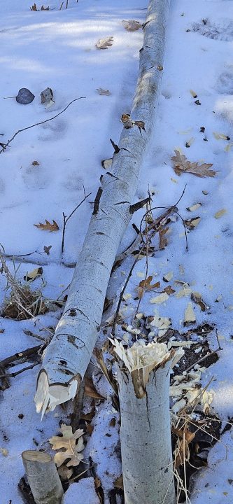 Fallen tree on snow-covered ground
