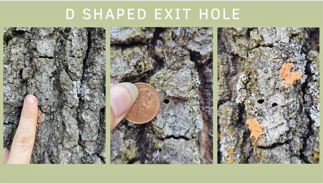 The GSOB makes a D-shaped exit hole in the oak tree’s bark.
