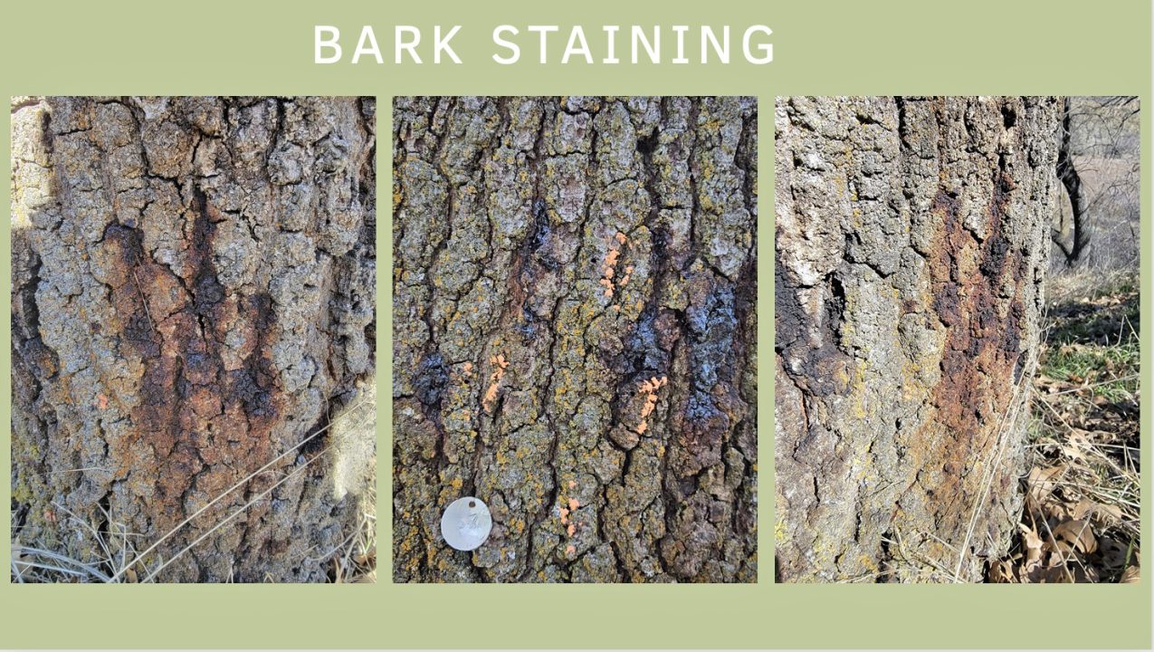 Another sign of GSOB infestation is staining on the bark.