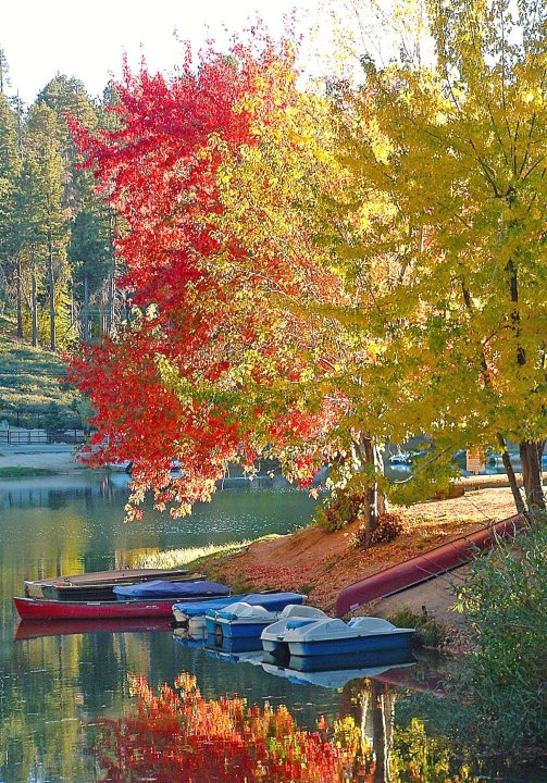 Colorful autumn trees by a lake with boats.