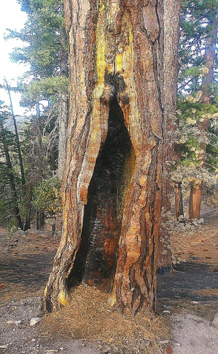 This seven-foot cavity in what appears to be at least a 200-year-old Ponderosa pine was inflicted by the Line Fire.
