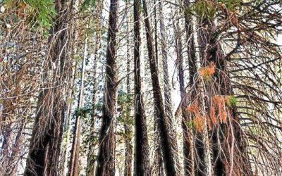 LET’S GO HIKING – Sequoia Trail