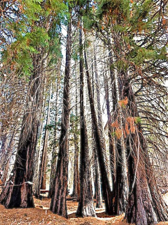Tall trees in a dense forest.