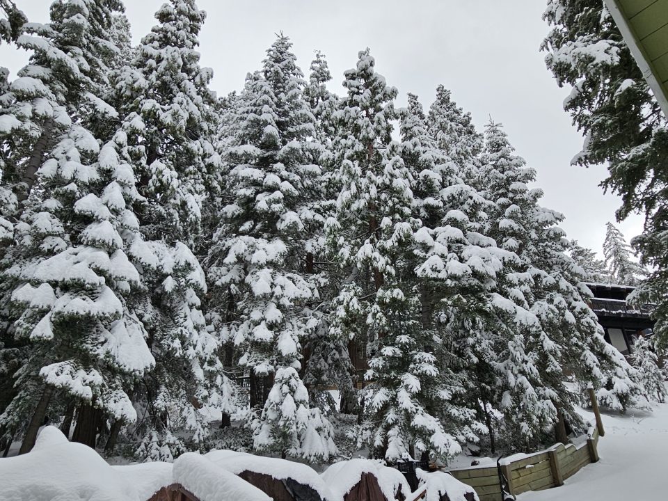 Snow-covered pine trees in a winter landscape.