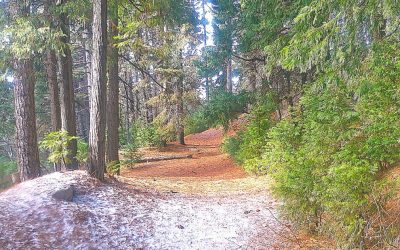 LET’S GO HIKING – Dogwood Trail