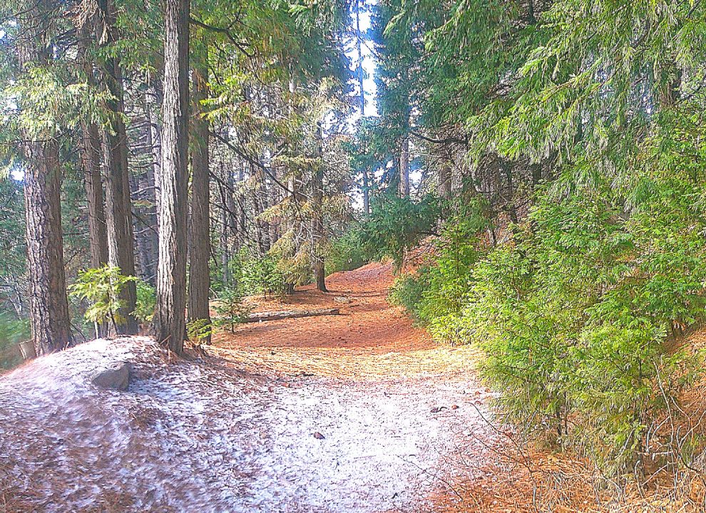 Adrianne, Lisa, Julia, Melissa and Adrianna from Glendora and Orange County enjoyed last year’s Brewfest at Tavern Bay Beach Club so much they couldn’t resist attending this year’s event. (Photos by Douglas W. Motley) Snow-dusted forest trail surrounded by evergreen trees.