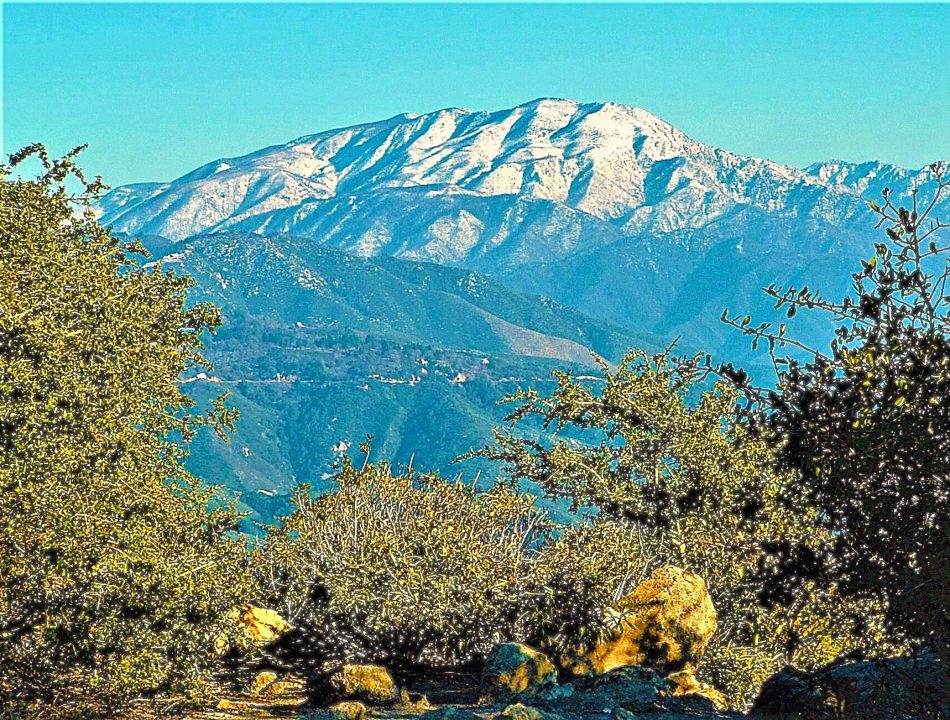 Snow-capped mountain peaks viewed between foreground trees.