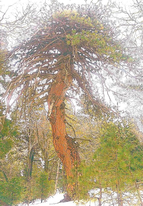 TIM WILCOX,Hiking,Lake Arrowhead Trail,Ponderosa Trail,Alpine Mountaineer Newspaper,Mountaineer newspaper,Mountain News