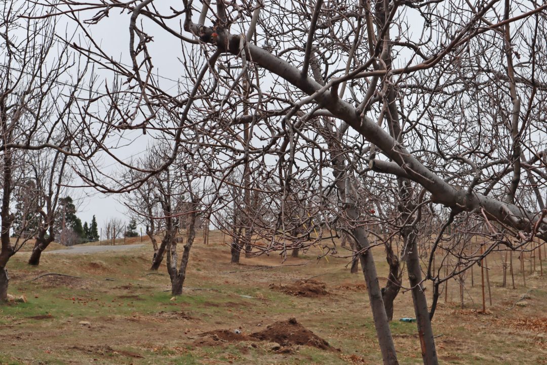 Sycamore Ranch Winery,Alpine Mountaineer Newspaper,Mountain News,Crestline Winery