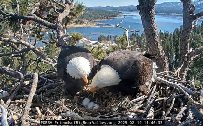 The watch is on! When will the eagle chicks hatch?