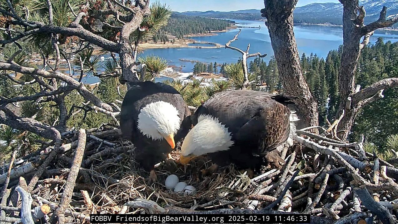 Two eagles tending eggs in nest overlooking lake.