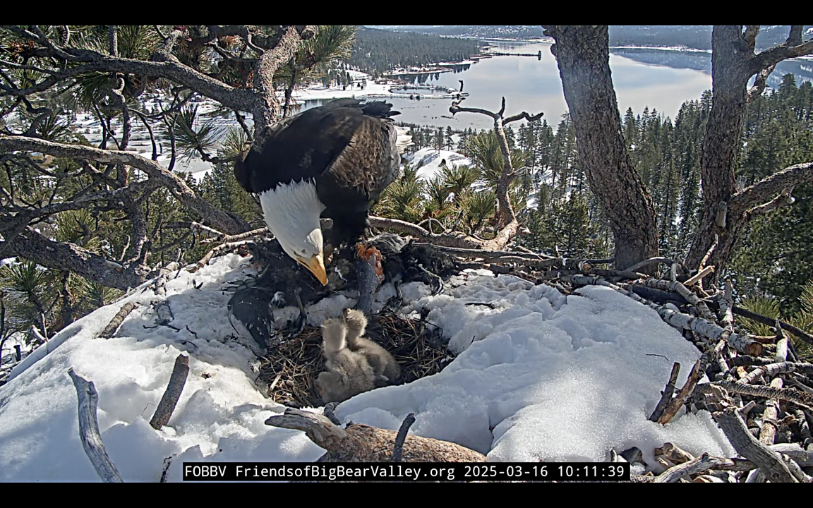 Adrianne, Lisa, Julia, Melissa and Adrianna from Glendora and Orange County enjoyed last year’s Brewfest at Tavern Bay Beach Club so much they couldn’t resist attending this year’s event. (Photos by Douglas W. Motley) Bald eagle feeding chicks in snowy nest.