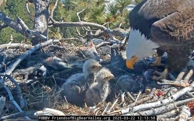 The little eaglets need names — Naming contest closes on March 28