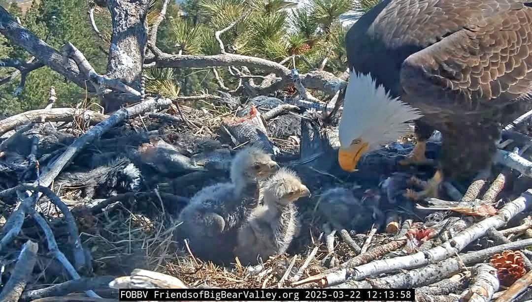 Bald eagle with chicks in nest