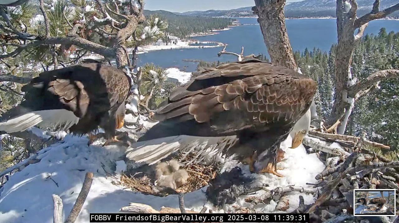 Adrianne, Lisa, Julia, Melissa and Adrianna from Glendora and Orange County enjoyed last year’s Brewfest at Tavern Bay Beach Club so much they couldn’t resist attending this year’s event. (Photos by Douglas W. Motley) Bald eagles feeding chicks in snowy nest.
