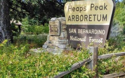 Celebrating 40 years of forest education