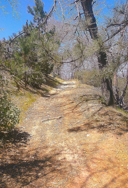 Hiking San Bernardino Mountains,Hiking,TIM WILCOX,Old Sawmill Road,Hiking Trails Lake Arrowhead