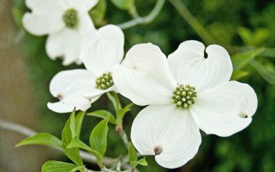 Celebrating the beautiful dogwood