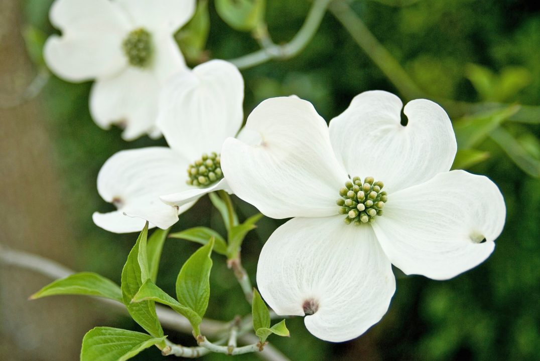 White dogwood flowers with green leaves
