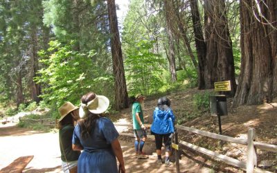 Native plant sale at Arboretum postponed due to weather