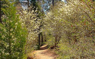 LET’S GO HIKING — Sequoia Trail: Encore