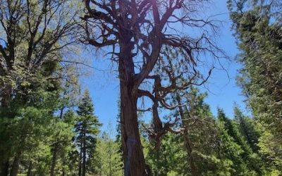 Cedar’s resurrection — An ode to a tree
