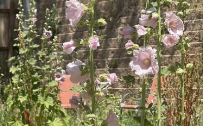 It’s a hollyhocks garden party