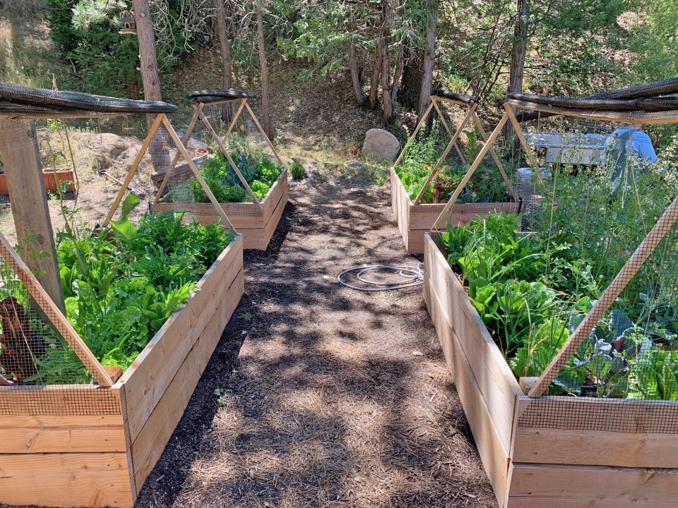 Adrianne, Lisa, Julia, Melissa and Adrianna from Glendora and Orange County enjoyed last year’s Brewfest at Tavern Bay Beach Club so much they couldn’t resist attending this year’s event. (Photos by Douglas W. Motley) Raised garden beds with green vegetables growing.
