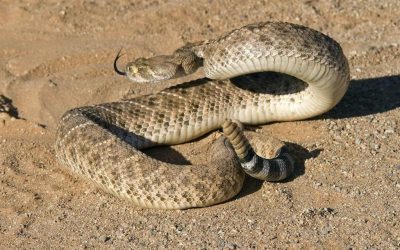 Snake season in the mountains — What you need to know & how MCH can help