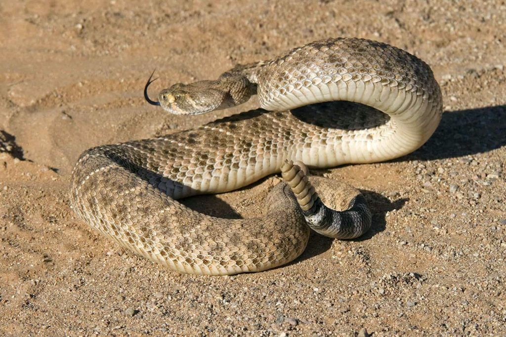 Adrianne, Lisa, Julia, Melissa and Adrianna from Glendora and Orange County enjoyed last year’s Brewfest at Tavern Bay Beach Club so much they couldn’t resist attending this year’s event. (Photos by Douglas W. Motley) Rattlesnake coiled on sandy ground, desert habitat.