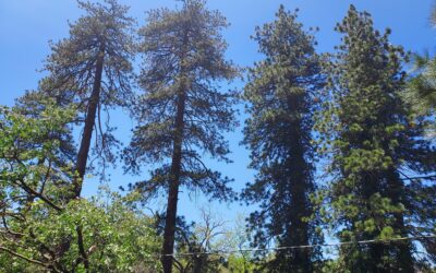 Better Place Forests joins Team Rubicon in fire risk reduction