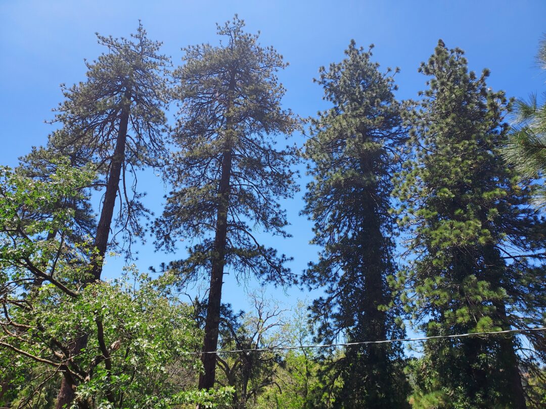 Tall pine trees against a clear blue sky.